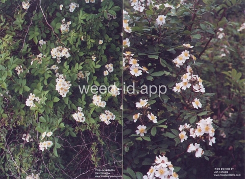 rose, multiflora